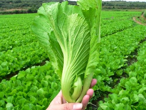 Chữa bệnh gout không cần dùng thuốc cũng khỏi