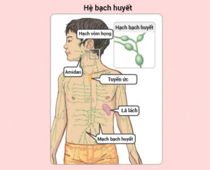 sung-hach-bach-huyet